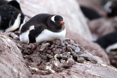 GENTOO PENGUINS