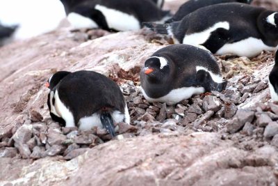 GENTOO PENGUINS