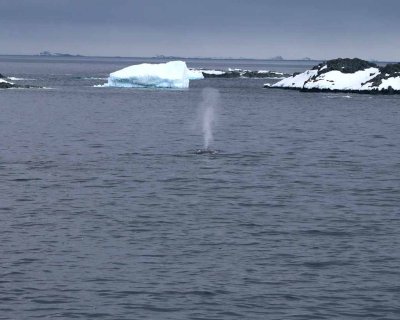 HUMPBACK WHALES SPOUTING NEAR THE QUEST