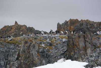 ADELIE PENGUINS