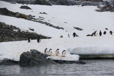 ADELIE PENGUINS