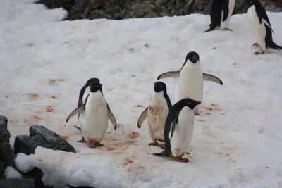 ADELIE PENGUINS