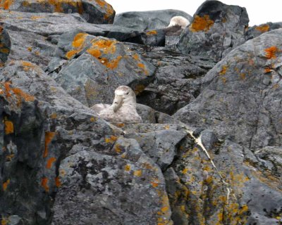 SOUTHERN GIANT PETREL
