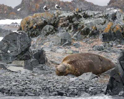 BULL SOUTHERN ELEPHANT SEAL