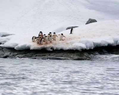 ADELIE PENGUINS