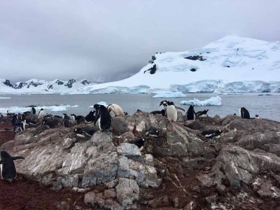 GENTOO PENGUINS