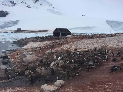 GENTOO PENGUINS