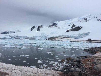 GENTOO PENGUINS