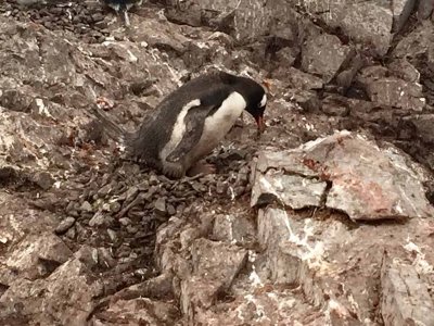 GENTOO PENGUINS BUILD THEIR NESTS ON STONES TO KEEP THE EGGS DRY