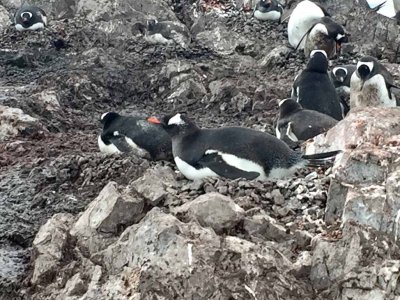 GENTOO PENGUINS BUILD THEIR NESTS ON STONES TO KEEP THE EGGS DRY