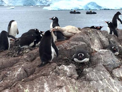 GENTOO PENGUINS