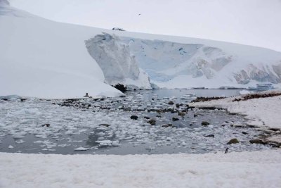 GENTOO PENGUINS