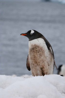 GENTOO PENGUINS