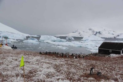 GENTOO PENGUINS