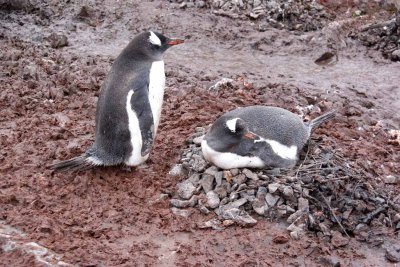 GENTOO PENGUINS