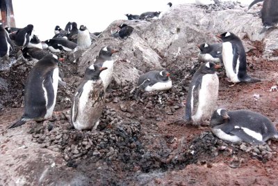 GENTOO PENGUINS
