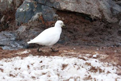 SNOWY SHEATHBILL