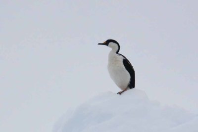 ANTARCTIC CORMORANT