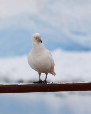 SNOWY SHEATHBILL