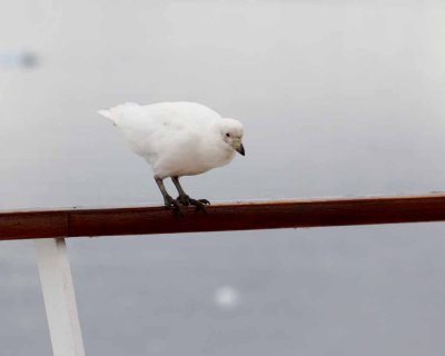 SNOWY SHEATHBILL