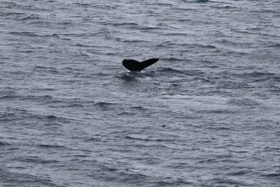 TWO HUMPBACK WHALES PLAYING AROUND THE QUEST