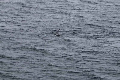 TWO HUMPBACK WHALES PLAYING AROUND THE QUEST