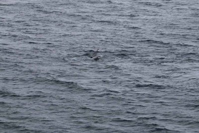 TWO HUMPBACK WHALES PLAYING AROUND THE QUEST