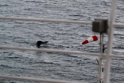 TWO HUMPBACK WHALES PLAYING AROUND THE QUEST