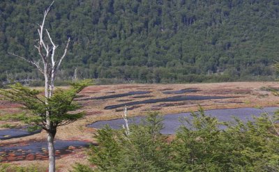 BEAVER DAMAGE - DAMS FLOOD VALLEYS