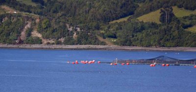 SALMON FARM