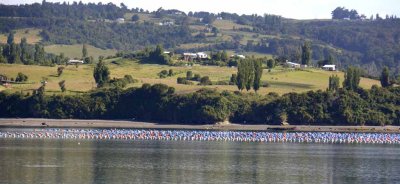 MUSSEL FARM