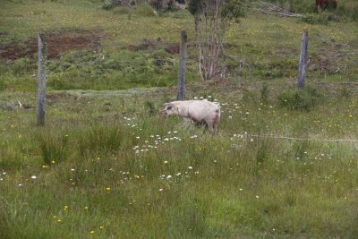 RESIDENTS COMPETE TO RAISE THE LARGEST PIG