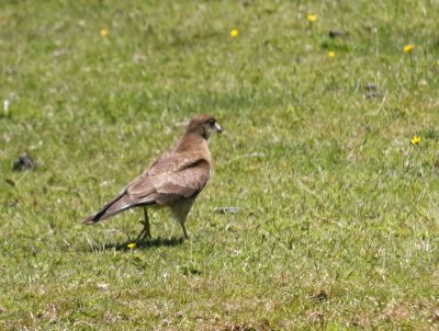 CHIMANGO CARACARA