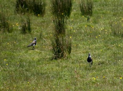 SOUTHERN LAPWING