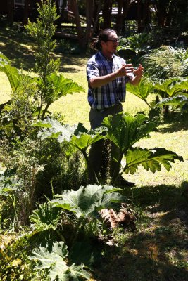 GIANT OR CHILEAN RHUBARB - Gunnera tinctoria