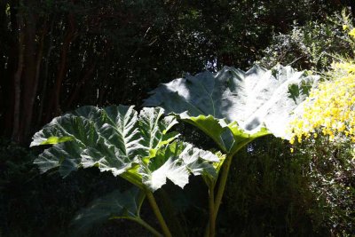 GIANT OR CHILEAN RHUBARB - Gunnera tinctoria