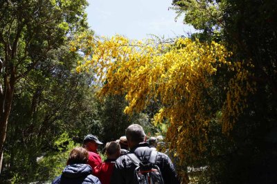 GORSE