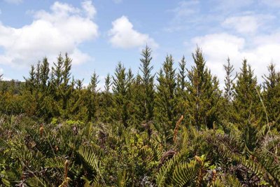 EVERGREEN FOREST