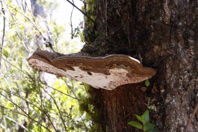 FUNGUS