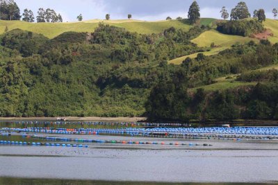 MUSSEL FARMING