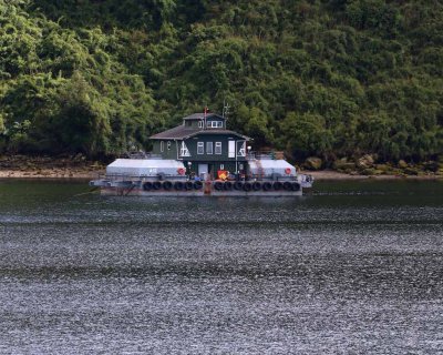 MUSSEL FARMING