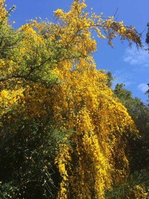 GORSE