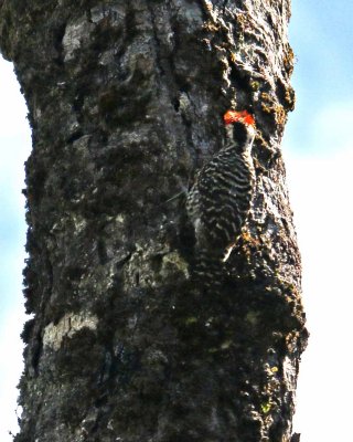 STRIPED WOODPECKER