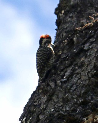 STRIPED WOODPECKER