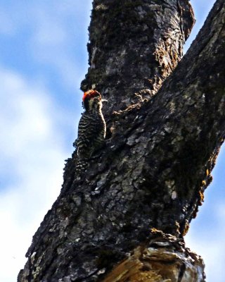 STRIPED WOODPECKER
