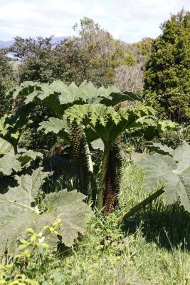 GIANT OR CHILEAN RHUBARB - Gunnera tinctoria