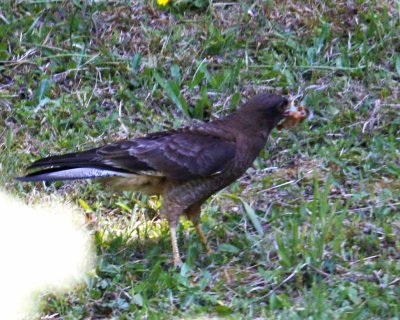 CHIMANGO CARACARA