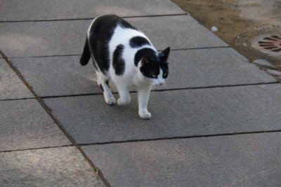 ABOUT 200 MOUSERS ROAM THE GROUNDS