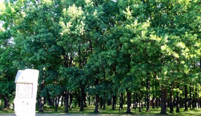ESTONIA IS VERY WOODED