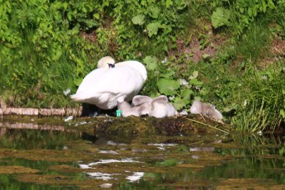 SWAN WITH YOUNG